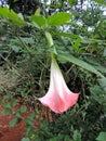 Blooming Brugmansia versicolor, also known as angelÃ¢â¬â¢s trumpets